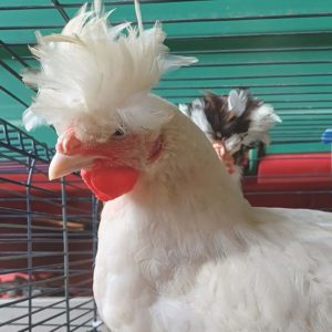 Ein weißes Huhn mit einem flauschigen Kamm steht in einem Käfig, während im Hintergrund ein anderes Huhn mit einem ähnlichen, aber dunkleren Kamm zu sehen ist.