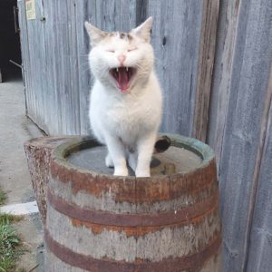 Eine weiß-graue Katze steht auf einem Holzfass, das Maul weit aufgerissen, als würde sie gähnen, neben einem verwitterten Holzzaun.