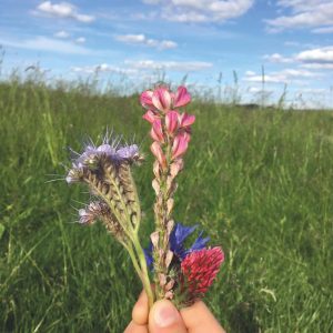 Eine Hand hält einen kleinen Strauß verschiedener Wildblumen in einem grasbewachsenen Feld unter einem blauen Himmel mit vereinzelten Wolken.