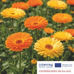 Ein Feld mit leuchtend gelben und orangefarbenen Ringelblumen in voller Blüte, mit den Logos von Interreg und der Europäischen Union in der unteren rechten Ecke.