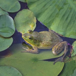 Ein grüner Frosch sitzt auf einem Seerosenblatt, umgeben von Wasser und sich überlappenden grünen Seerosenblättern.